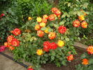 Samba ® rose photo