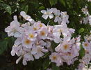 Maaseik rose photo