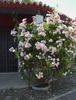 Maaseik rose photo