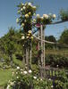 Dreaming Spires rose photo