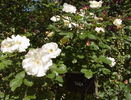 Saga rose photo