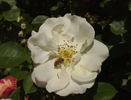 Saga rose photo