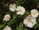 Saga rose photo