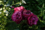 Prelud rose photo