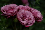 Prelud rose photo