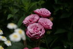 Prelud rose photo