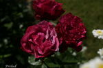 Prelud rose photo