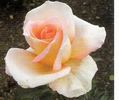 Hamilton Gardens rose photo