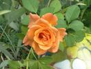 Indian Fema rose photo