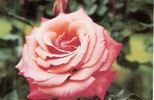 Kaimai Sunset rose photo