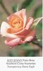 Just Jenny rose photo