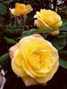 Canary ® rose photo