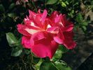Alma-atinskaja Aromatnaja rose photo