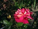Alma-atinskaja Aromatnaja rose photo