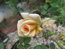 Antique Artistry ™ rose photo