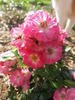 Bashful rose photo
