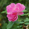 Madame Jeannine Joubert rose photo
