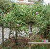 Madame Jeannine Joubert rose photo