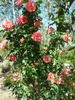 Tip Top, Cl. rose photo