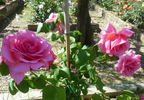 Allen's Fragrant Pillar rose photo