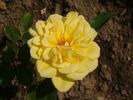 Yvonne Millot rose photo