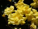 Yellowhammer rose photo