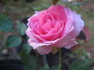 VANadebbie rose photo