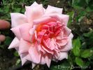 Madame Dailleux rose photo