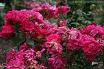 Auguste Kordes rose photo