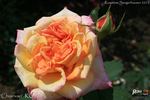 Charivari rose photo