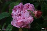 Comtesse Doria rose photo