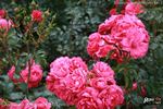 Donauprinzessin rose photo