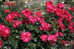 Fanal rose photo