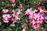 Felicitas ® rose photo