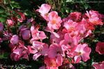 Felicitas ® rose photo