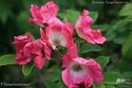 Himmelsstürmer rose photo