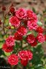 Hollandia rose photo