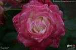 Jupiter rose photo
