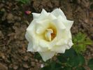 White Swan rose photo