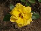 Wisbech Gold rose photo