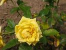 Wisbech Gold rose photo