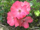 Alfabia rose photo