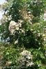 Louis' Rambler rose photo