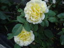 Breathtaking rose photo
