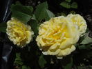 Breathtaking rose photo