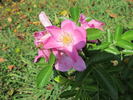 Rosalina ™ rose photo