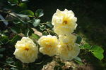 Licorice Tea rose photo