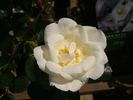 White Star rose photo