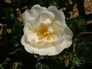 White Star rose photo
