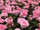 Westminster Pink rose photo
